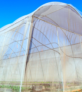Anti Aphid